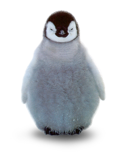 penguin